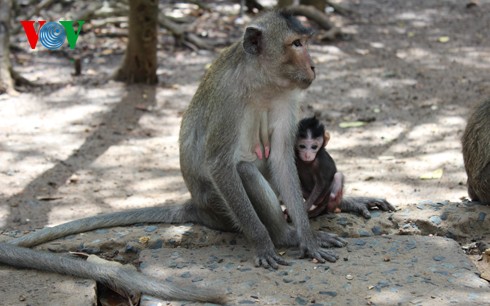 Natural beauty of Can Gio primeval mangrove forest  - ảnh 6